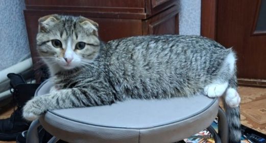 Отдаю котят в добрые руки