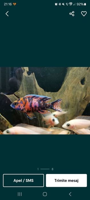 Pesti Ciclide Africane