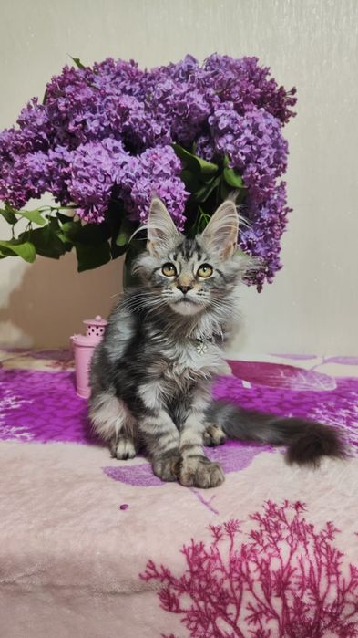 Котята  Мейн-кун