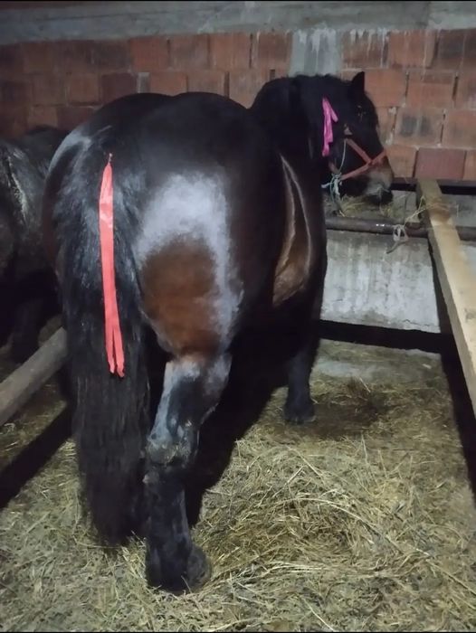 Iapa de 5 ani 1.78 la graban  si undeva la o 1000 kg