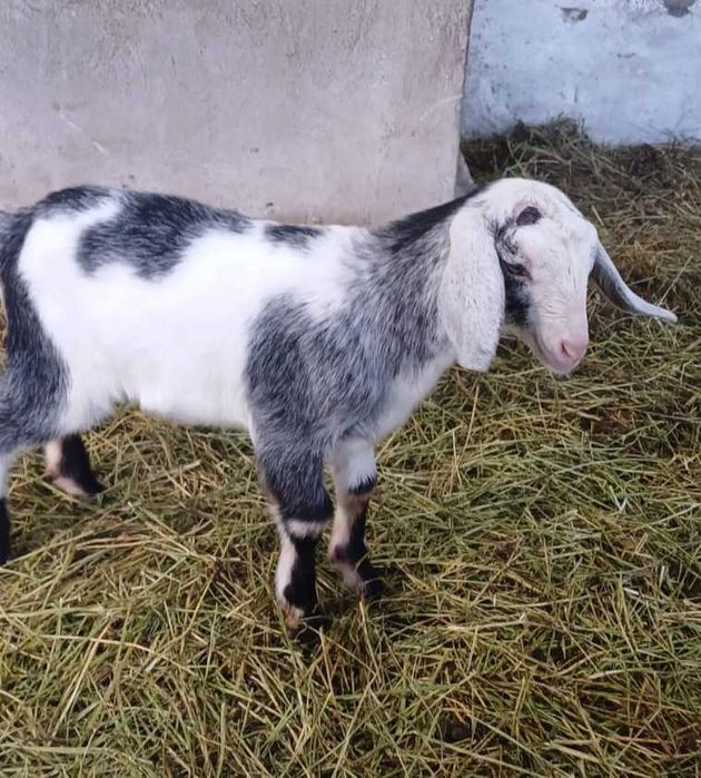 Продаются козлята