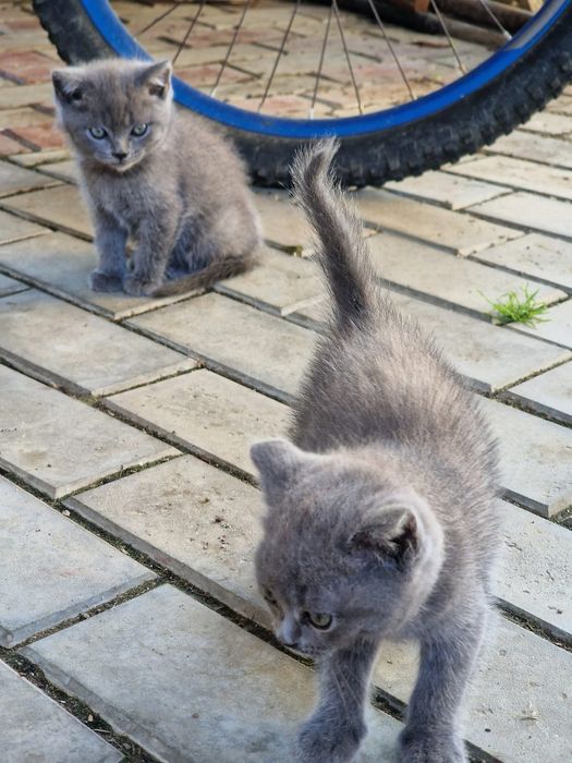 British shorthair