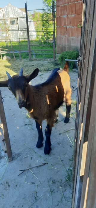 Iedut alpin francez 300 lei