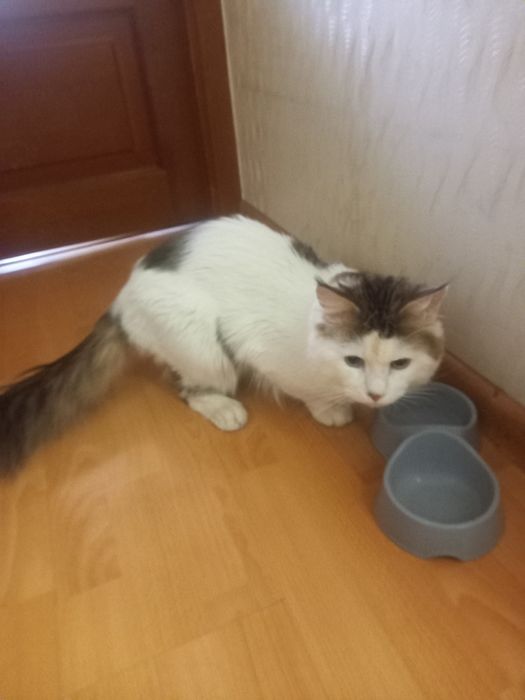 Домашнее животное