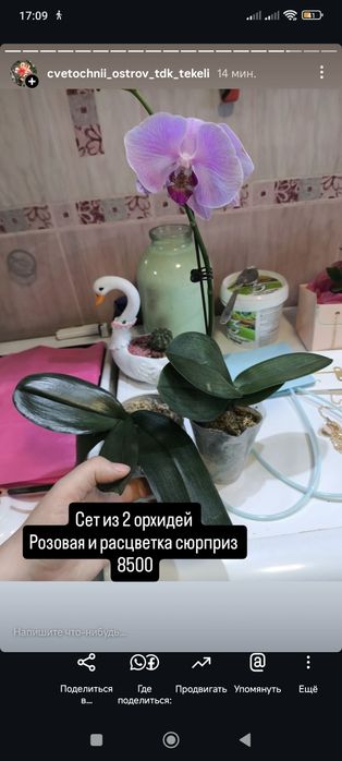 Орхидеи  отцветающие.