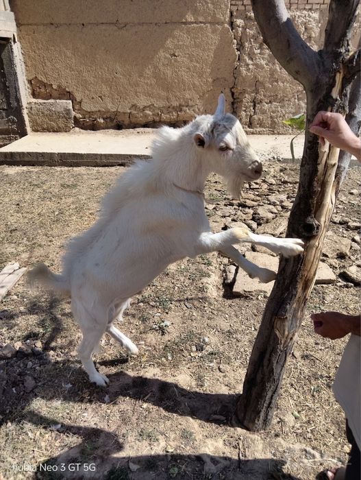 Parodasi lamancha narxi 6mln