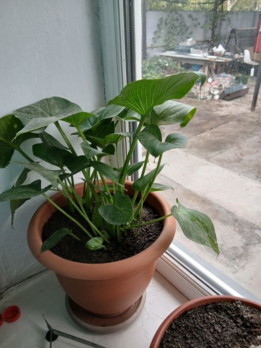 Продам калы и др. цветы