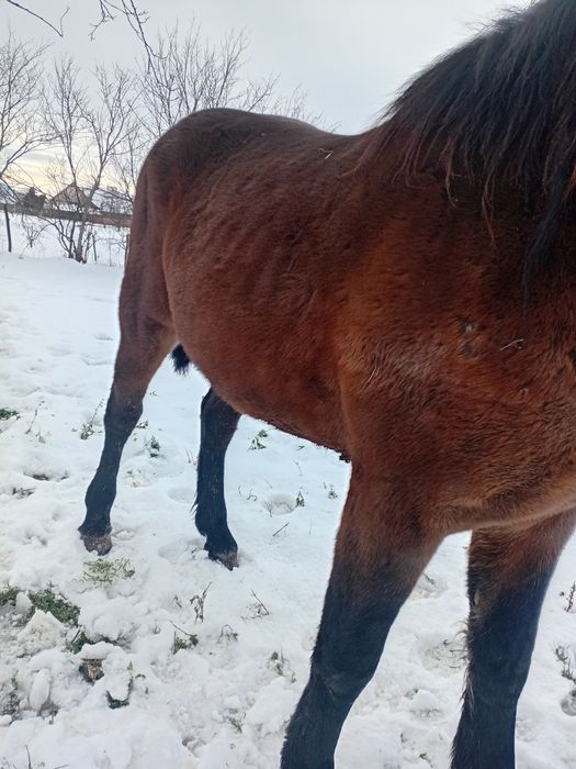 Vând un mânz foarte frumos si cuminte
