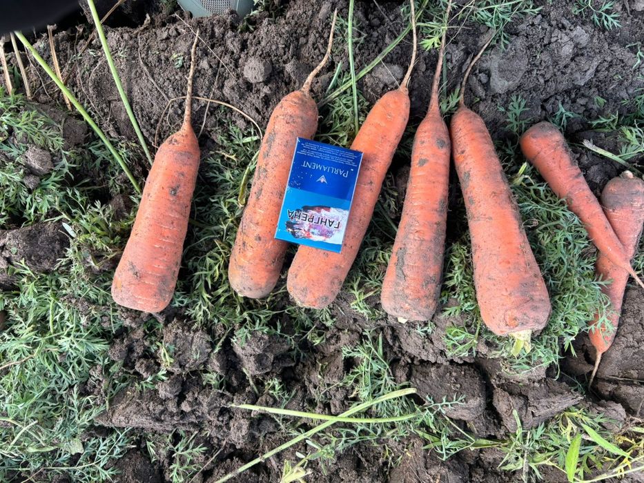 Морковь сорт каспи любой обьем