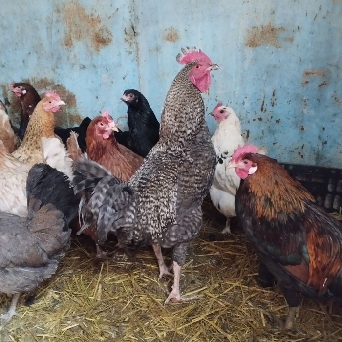 Продам куры домашние