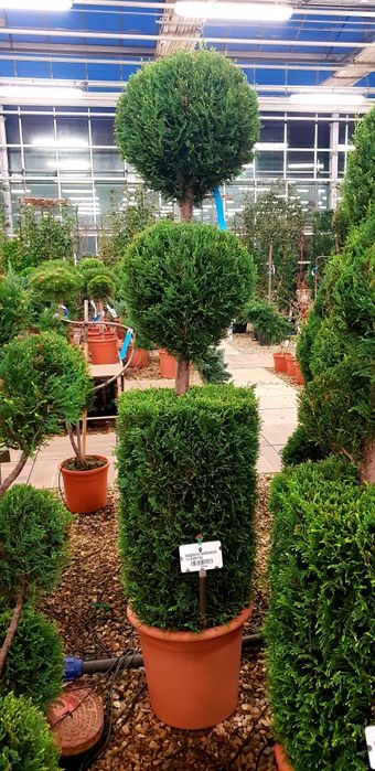 Vindem diferite specii de plante ornamentale