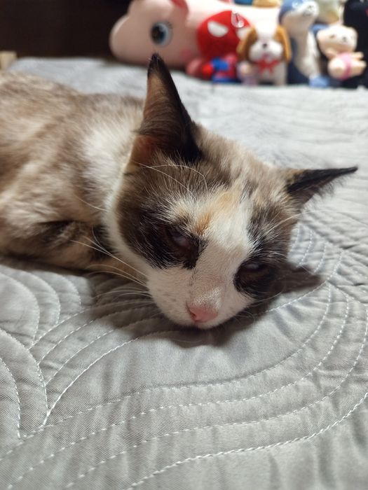 Даром в добрые руки