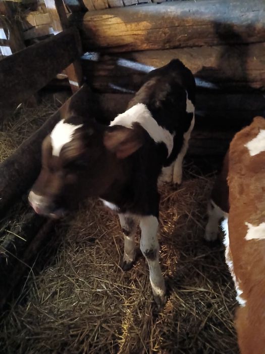 Продам телят.