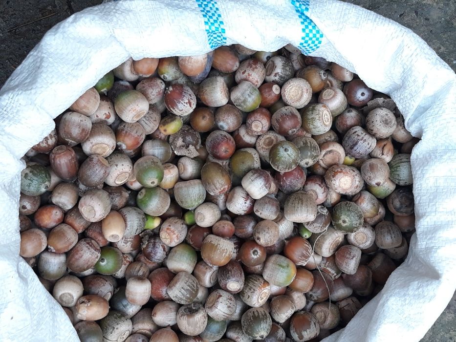 Vand ghinda mare si faina