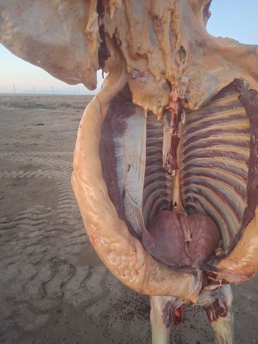 Ту бие 750 мын .