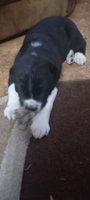 Продам щенков Алабая 100.000