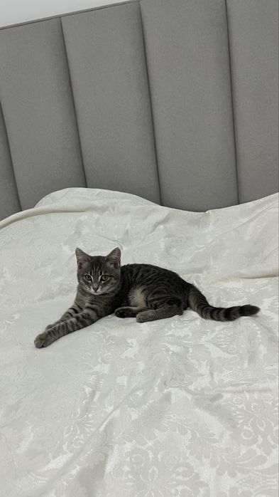 Мысық 7айлық қыз .