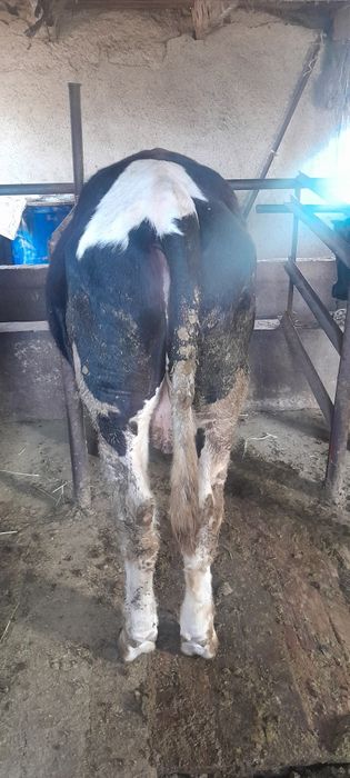 Продам бычков крупные