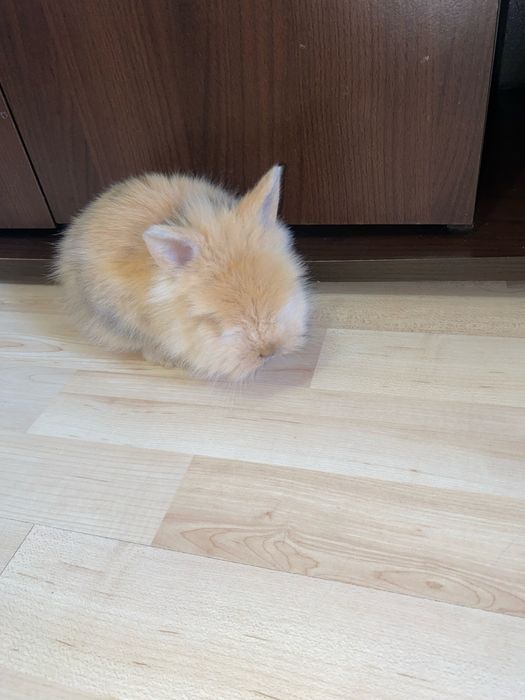 Vand iepuras pitic Lionhead