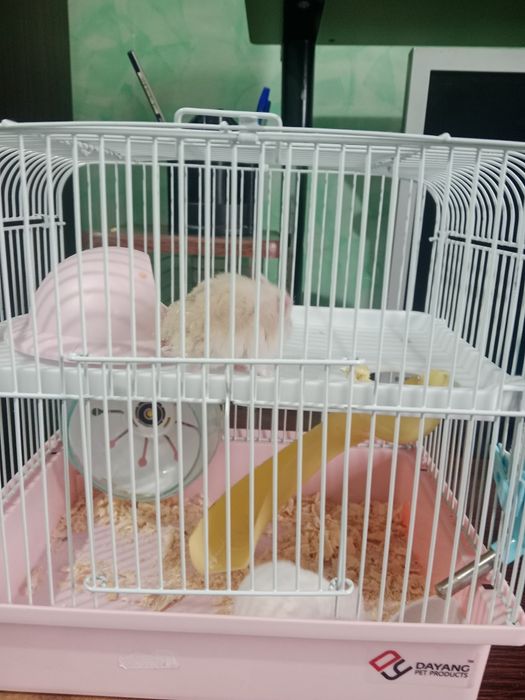 Продам хомяков с клеткой