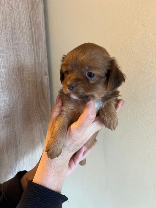 Pechinez 6 saptamani cauta familie iubitoare