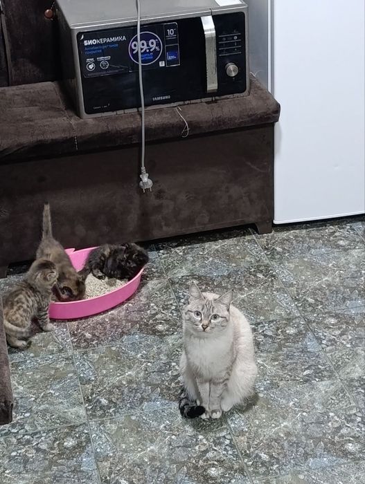 Отдам даром двух котят