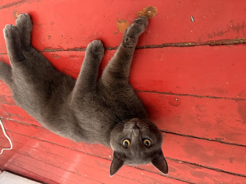 Отдаю кота в добрые руки