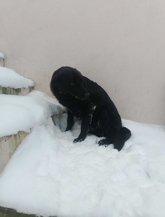 Câine pui donez sanatos