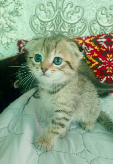 Кошка продам на хорошем руке!