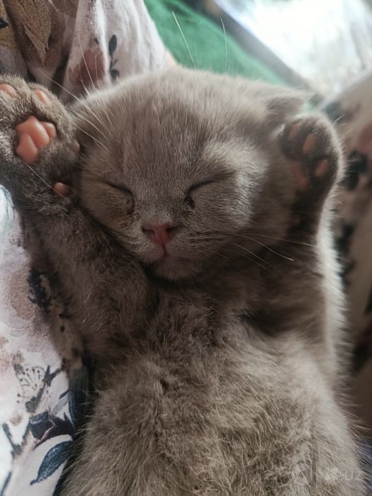 Котята скотиш фолд