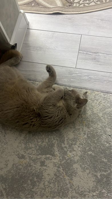 отдам бесплатно