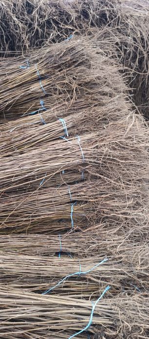 Puieți salcâm frasin tei fag carpen stejar mesteacăn plop brad molid