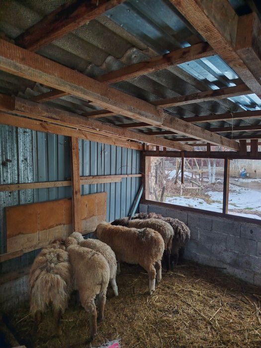 Семиз токтылар! Жирные бараны!