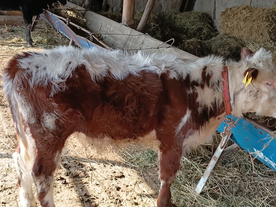 Ona bola sigir sotiladi 1 qorin bolasi buqqa icha yana bugʻoz