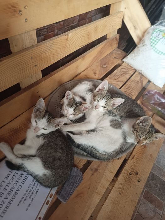 Donez pui de pisică