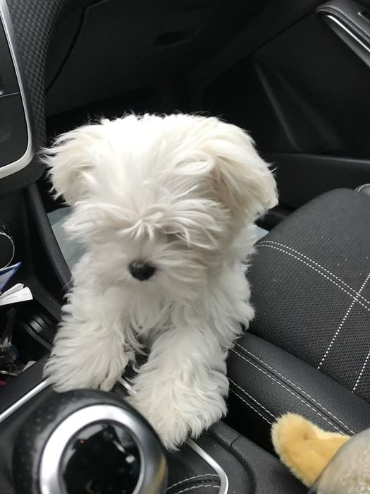 Bichon maltez mini toy