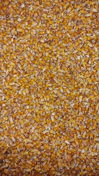 Vând mazare, floare soarelui, porumb, grâu