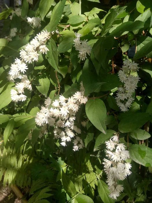 Кустарники (2-3 летние). Бута гуллар (2-3 йиллик)