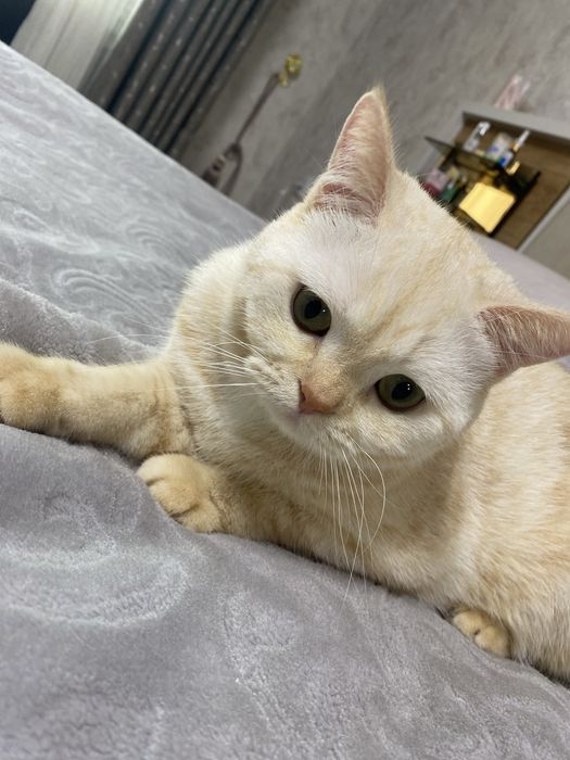 Шиншила мраморный 10ойлик мальчик привязка килинган