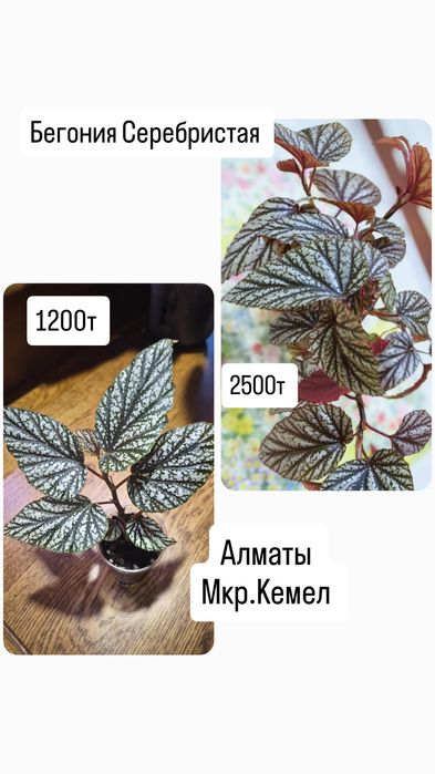 Комнатные растения