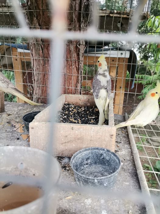 Vând ninfe de anul acesta