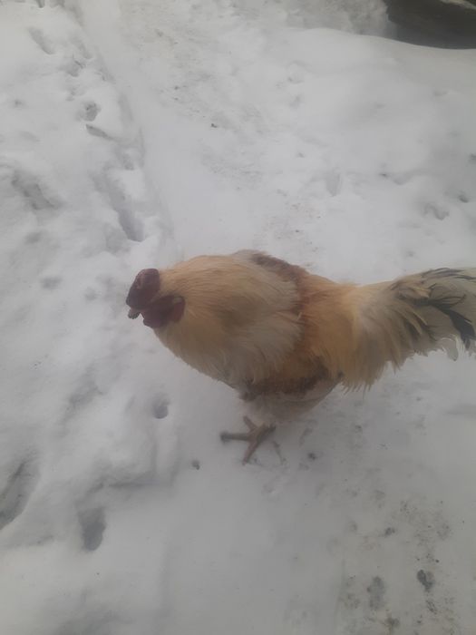 Петухи домашние прошлого года