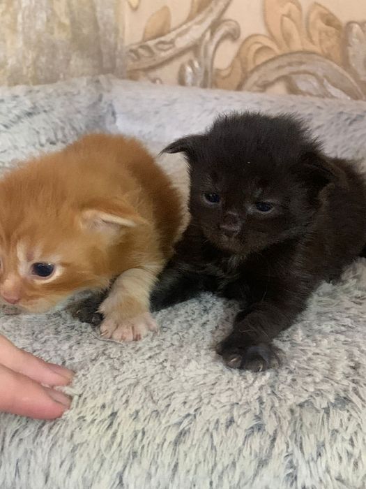 Котята мейн кун 100000