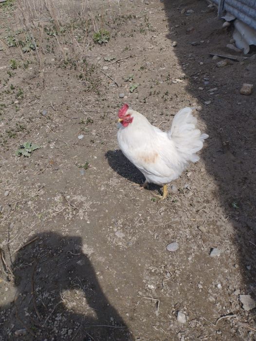 Питух обмен  на курицу или щипуна самку