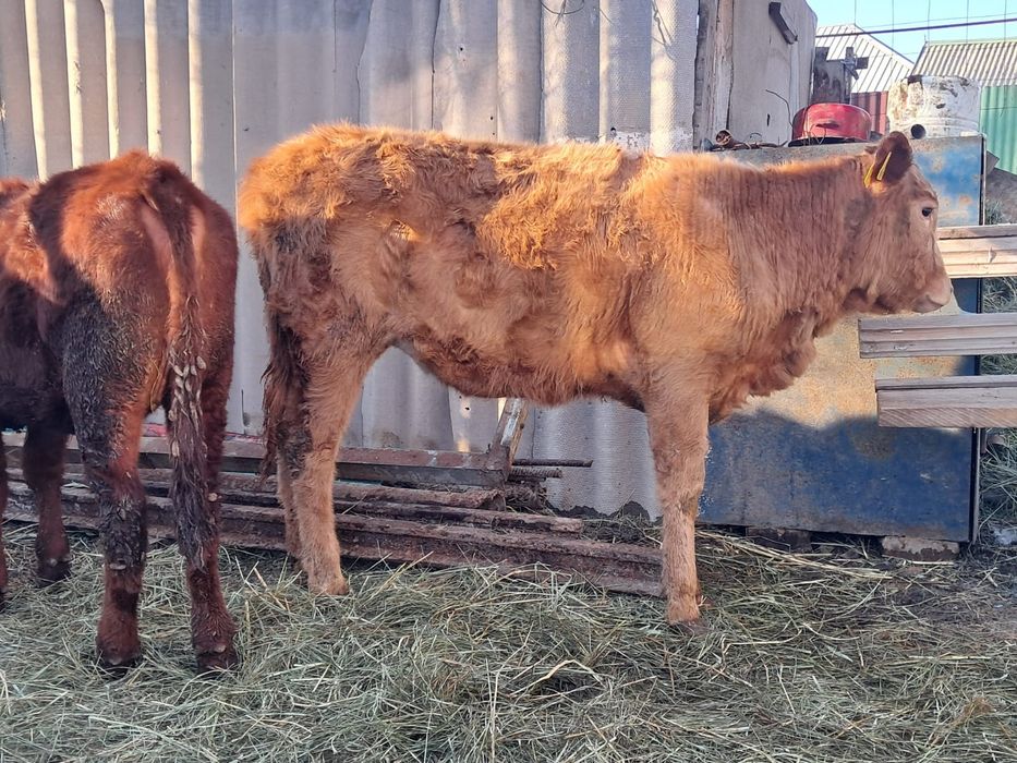 Үш тана 10айлык узынагашта