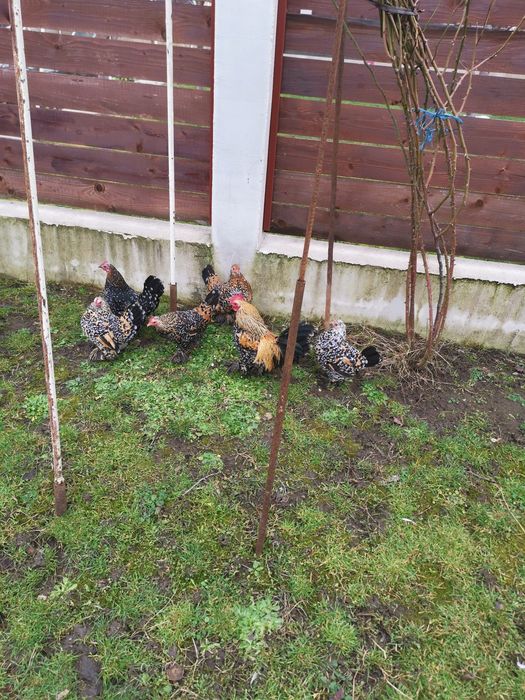 Vând găini "mii de flori"