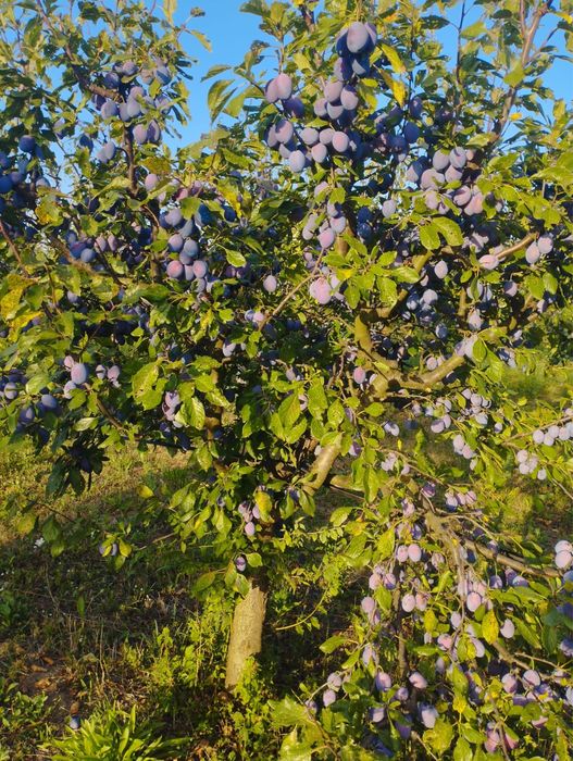 Prune pentru tuica