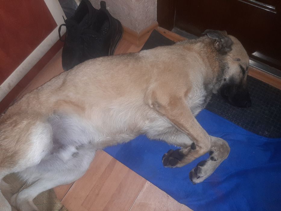 Пес для охраны дома бесплатно