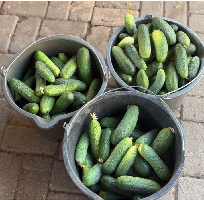 Продам  дачные огурцы.