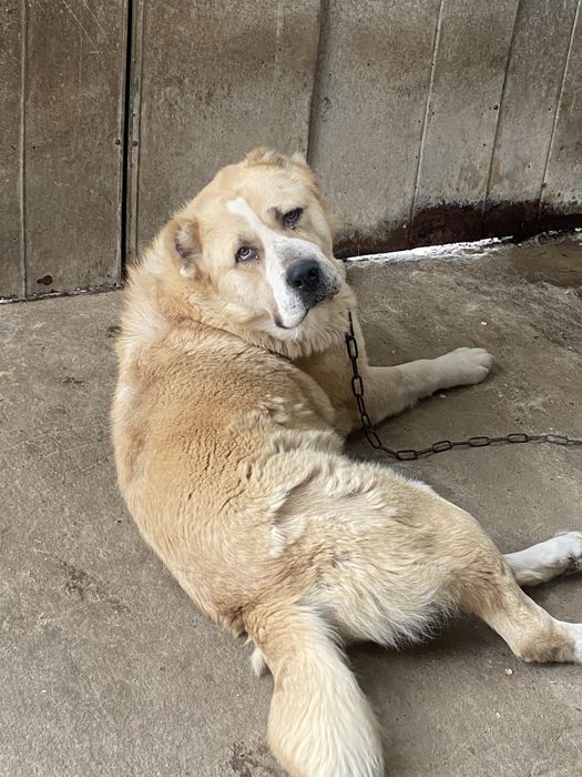 Продам Алабая , мальчик